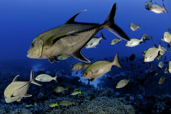 Pitcairn Island fish 1, © Enric Sala, National Geographic