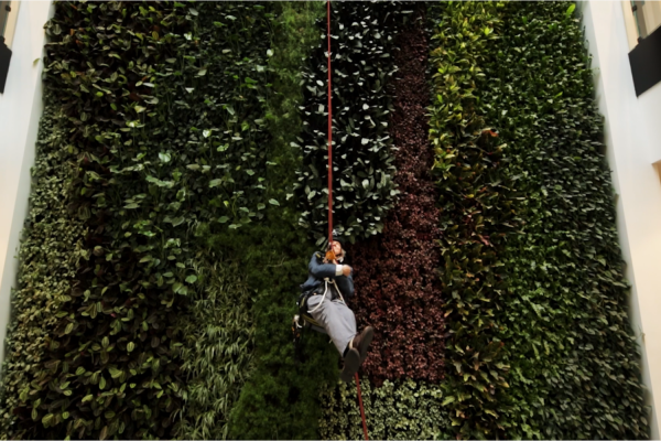 大卫·阿滕伯勒(David Attenborough)从剑桥新保护园区的围墙上滑下。