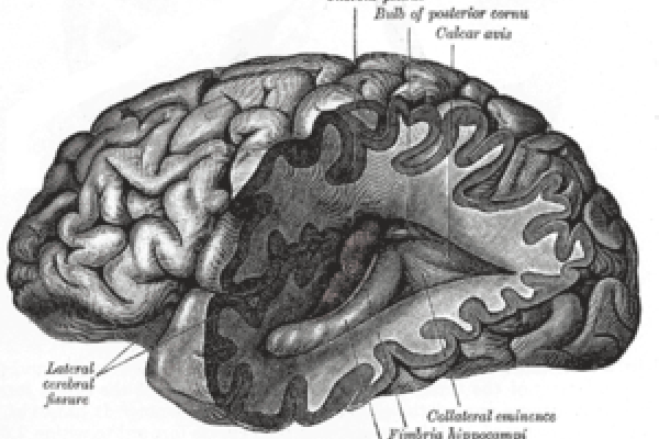 大脑，格雷的人体解剖
