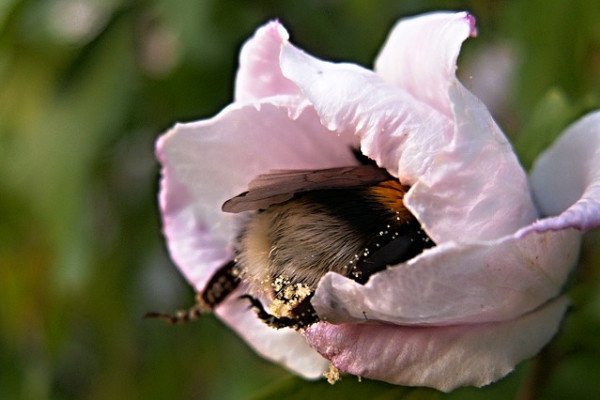 花中的大黄蜂