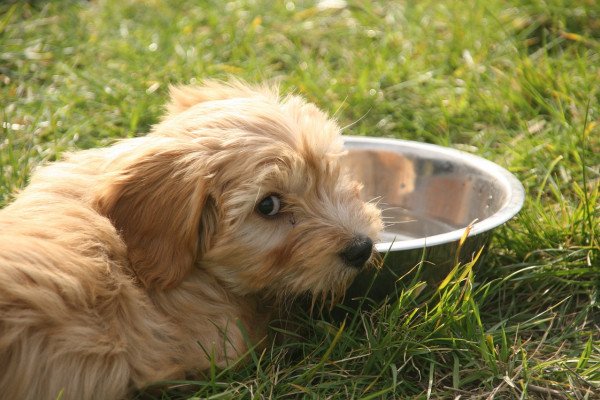 狗从一个水碗里喝水