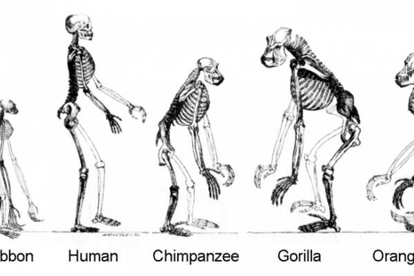 进化，猿类骨骼。长臂猿现在以自然大小显示。