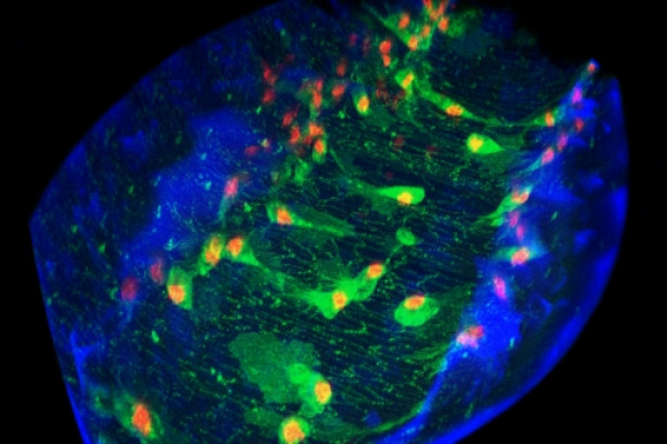 免疫细胞(绿色和红色)在活体果蝇胚胎内的三维空间(蓝色)中迁移的共聚焦图像。