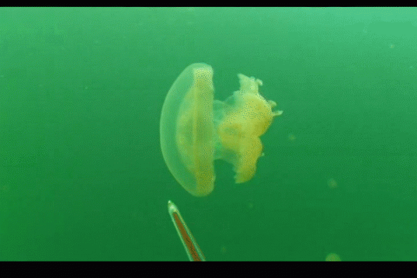 Fluid mixing behind Mastiagas jellyfish