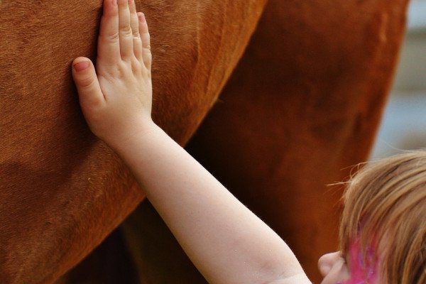 一个小女孩抚摸着一匹马