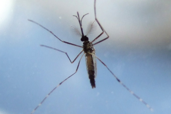 一只蚊子