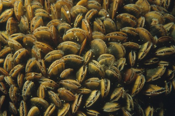 法国西南海岸阿卡贡盆地的贻贝被用作工业和农业污染的生物指标。