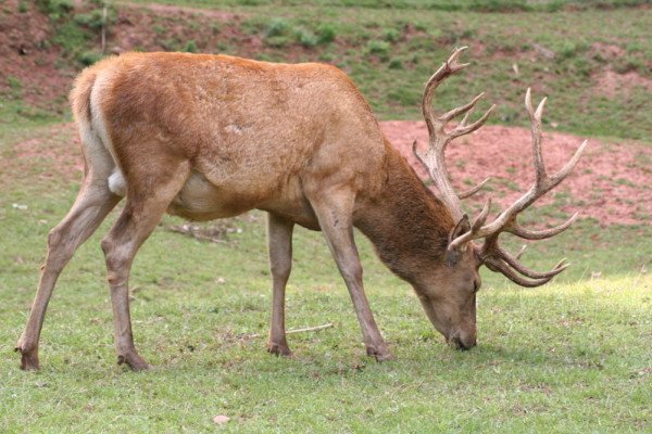 A male red deer