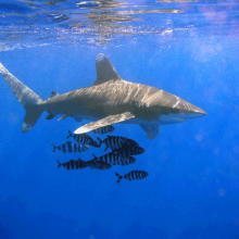 海洋白鳍鲨(Carcharhinus longimanus)和鹦鹉螺的图像。