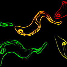 Trypanosomes - the parasite that causes sleeping sickness keeps one step ahead of its host.