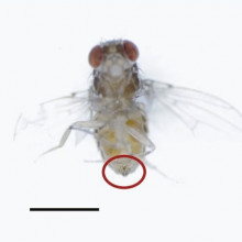 Male flies rub chemicals called TAGs onto female flies during mating to make them less attractive to other males.