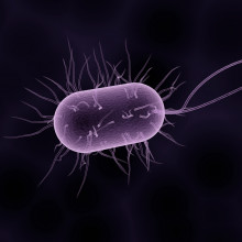 Artist's impression of a bacterium