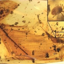 在古琥珀里发现了带恐龙羽毛的蜱虫。