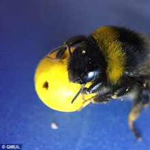蜜蜂拖着一个球