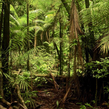 伐木后亚马逊吸收了多少碳?