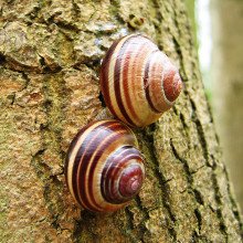 麻菜属:小林蜗牛或褐唇蜗牛。在英国剑桥郡Gamlingay Wood的树干上，一对休眠的情侣，说明了带状形态的颜色变化。