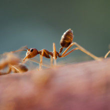 行走的蚂蚁