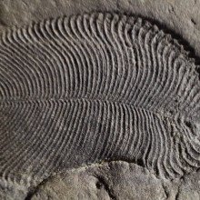 丁金森水母的化石