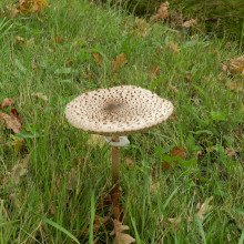 Macrolepiota procera, the parasol mushroom, is a basidiomycete fungus with a large, prominent fruiting body resembling a parasol. It is a fairly common species on well-drained soils. It is found solitary or in groups and fairy rings in pastures and occasi