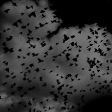 一群鸟的黑白图像
