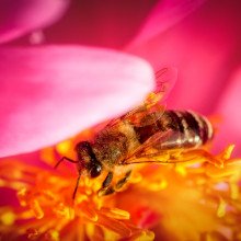 蜜蜂在一朵粉红色的花里