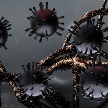 黑色冠状病毒颗粒和RNA链。
