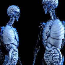 两个CGI图形，展示了人体器官系统