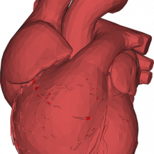 三维计算机生成的心脏图像