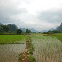 中国云南省的一片稻田。