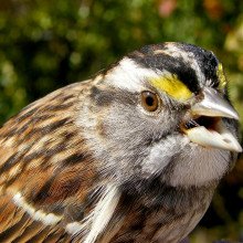 picture of a white-throated sparrow