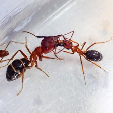 木蚁的营养作用(肠道内容物的社会交换)