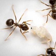 蚂蚁给患病的幼虫下毒以阻止感染的传播。