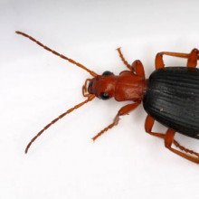 庞巴迪甲虫，Brachininae sp，奥兰治县，北卡罗莱纳州，美国。长度13毫米。