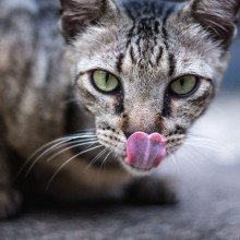 猫伸出舌头