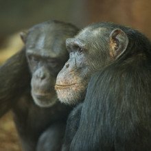 在雄性和雌性黑猩猩中，不同的性格特征与不同的寿命有关。