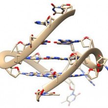 四螺旋DNA结构。