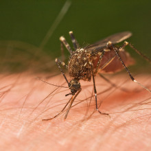 Climate change can have mixed effects on mosquito-borne diseases. (Ochlerotatus notoscriptus, Tasmania, Australia)