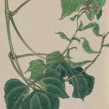 豌豆植物的插图
