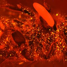 狼黄蜂麻痹一只蜜蜂，在尸体上涂上有益的细菌和脂质来抑制微生物的生长，并产卵。新出的黄蜂幼虫吞食保存完好的蜜蜂尸体。