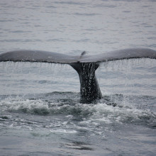 这是一张鲸鱼的照片，它的尾巴露出水面