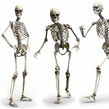 人类的骨骼