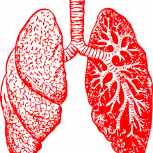 图片显示的是一对肺。