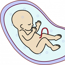 人体胚胎图