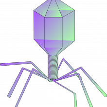 噬菌体
