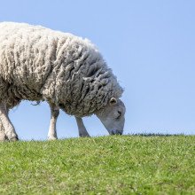 一只吃草的羊。