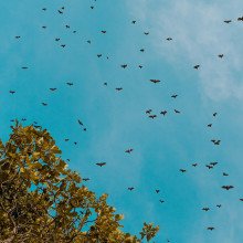 空中的一群蝙蝠。
