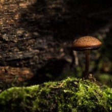 长在树皮上的蘑菇。