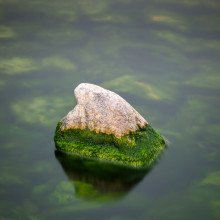 岩石上的藻类