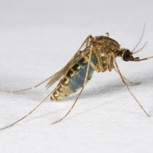环状库蚊在用蓝色蜂蜜作诱饵的核酸保存卡上进食后。图片由Paul Zborowski提供。