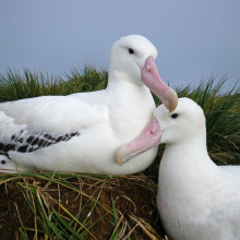 Wandering Albatross pair and chick at Bird Island, South Georgia